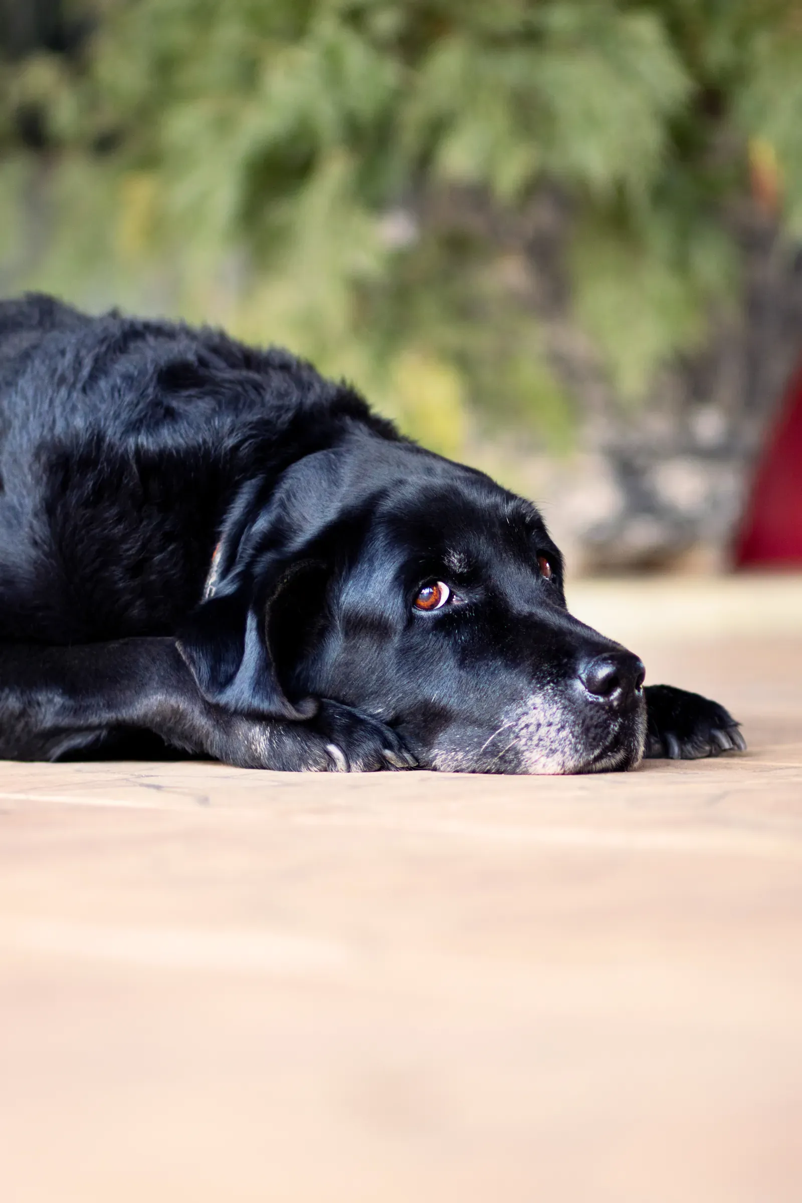 Best Orthopedic Dog Beds for Senior Dogs 13 Senior dog lying on a supportive bed