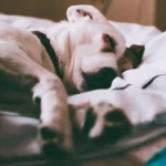 Senior dog sleeping on an orthopedic memory foam bed