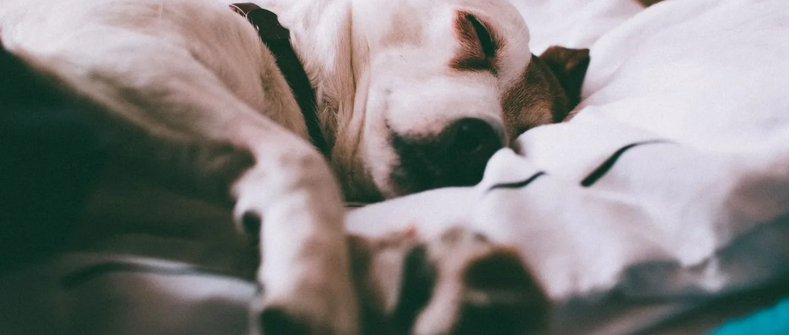 Senior dog sleeping on an orthopedic memory foam bed