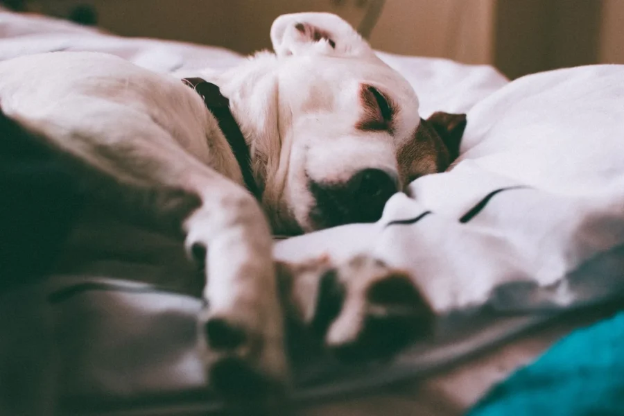Best Orthopedic Dog Beds for Senior Dogs 20 Senior dog sleeping on an orthopedic memory foam bed