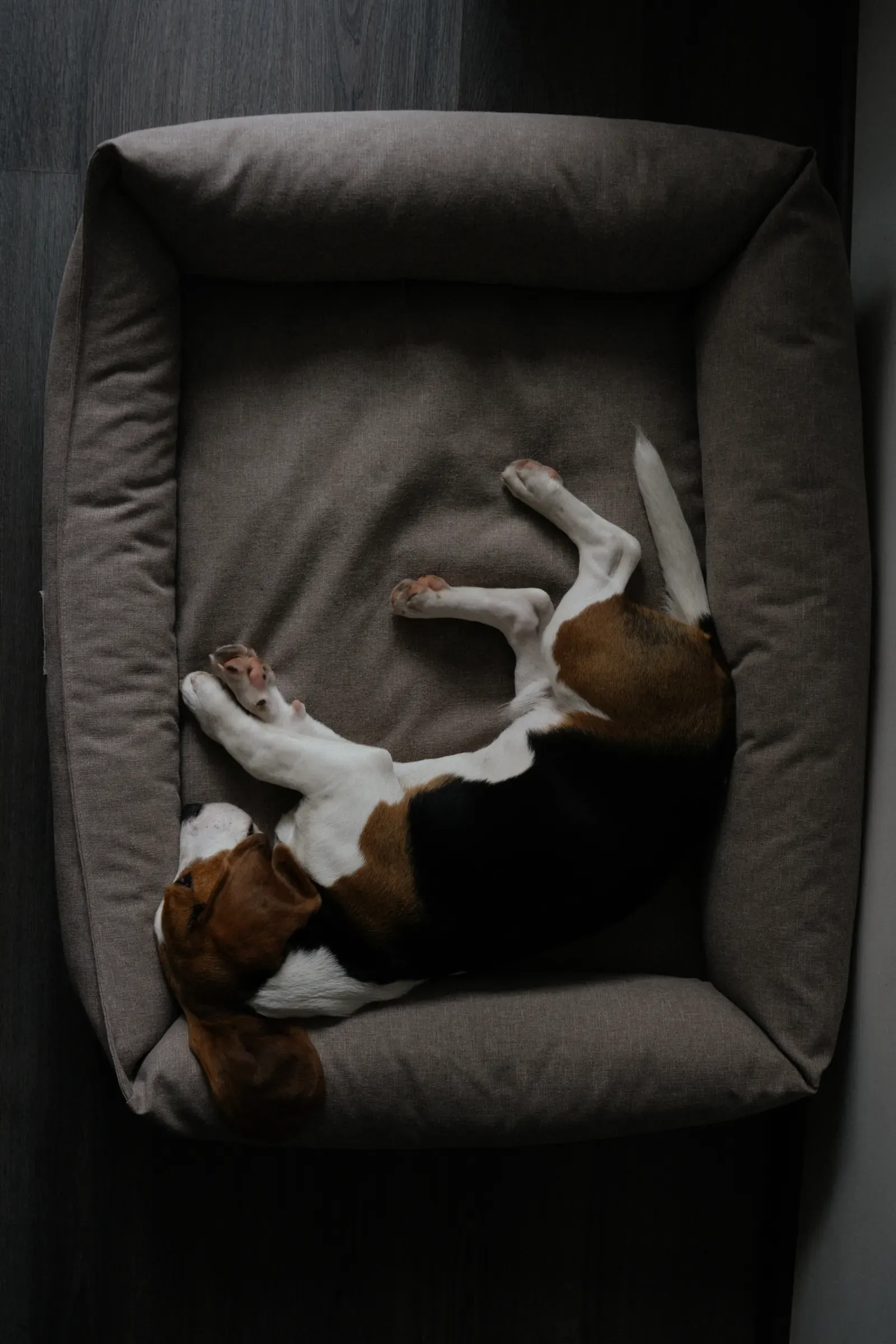Best Black Friday Pet Deals 2026: Beds, Feeders & Gear 12 Orthopedic dog bed — the single best Black Friday pet deal
