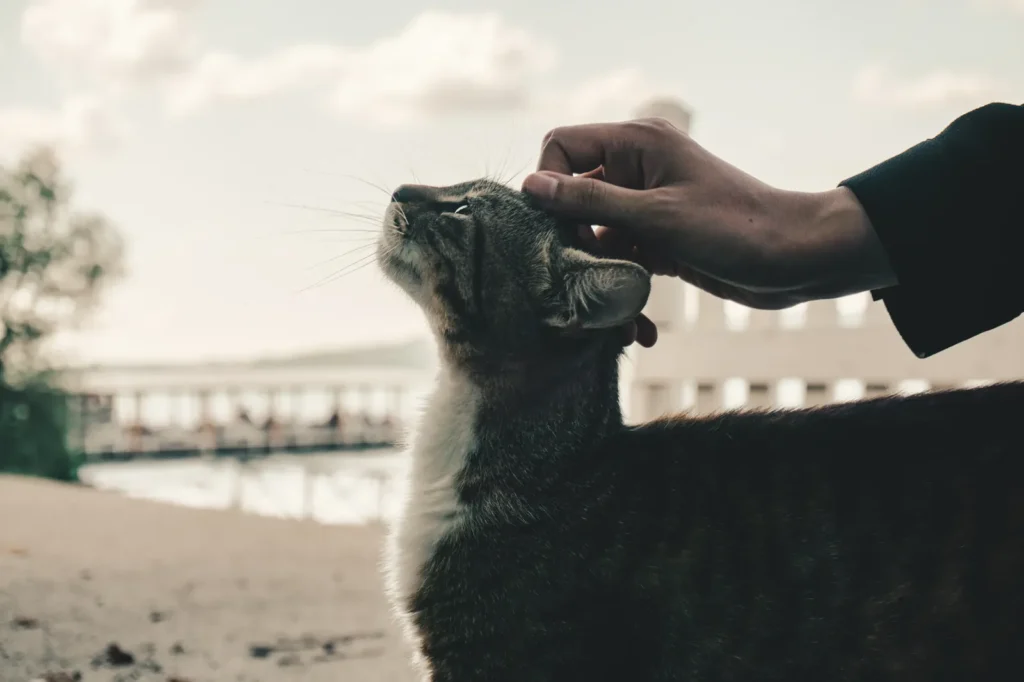 Owner gently petting a happy, relaxed cat
