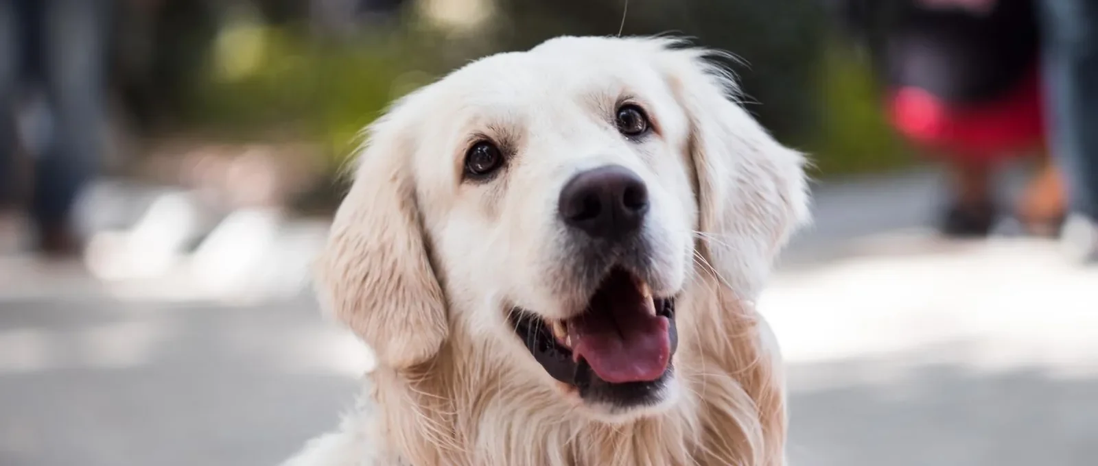 Friendly dog happily greeting new people