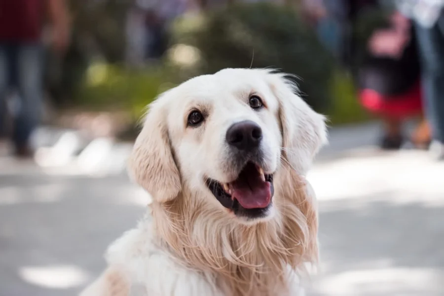 How to Raise a People-Friendly Dog: The Complete Guide to Socialization That Actually Works 18 Friendly dog happily greeting new people