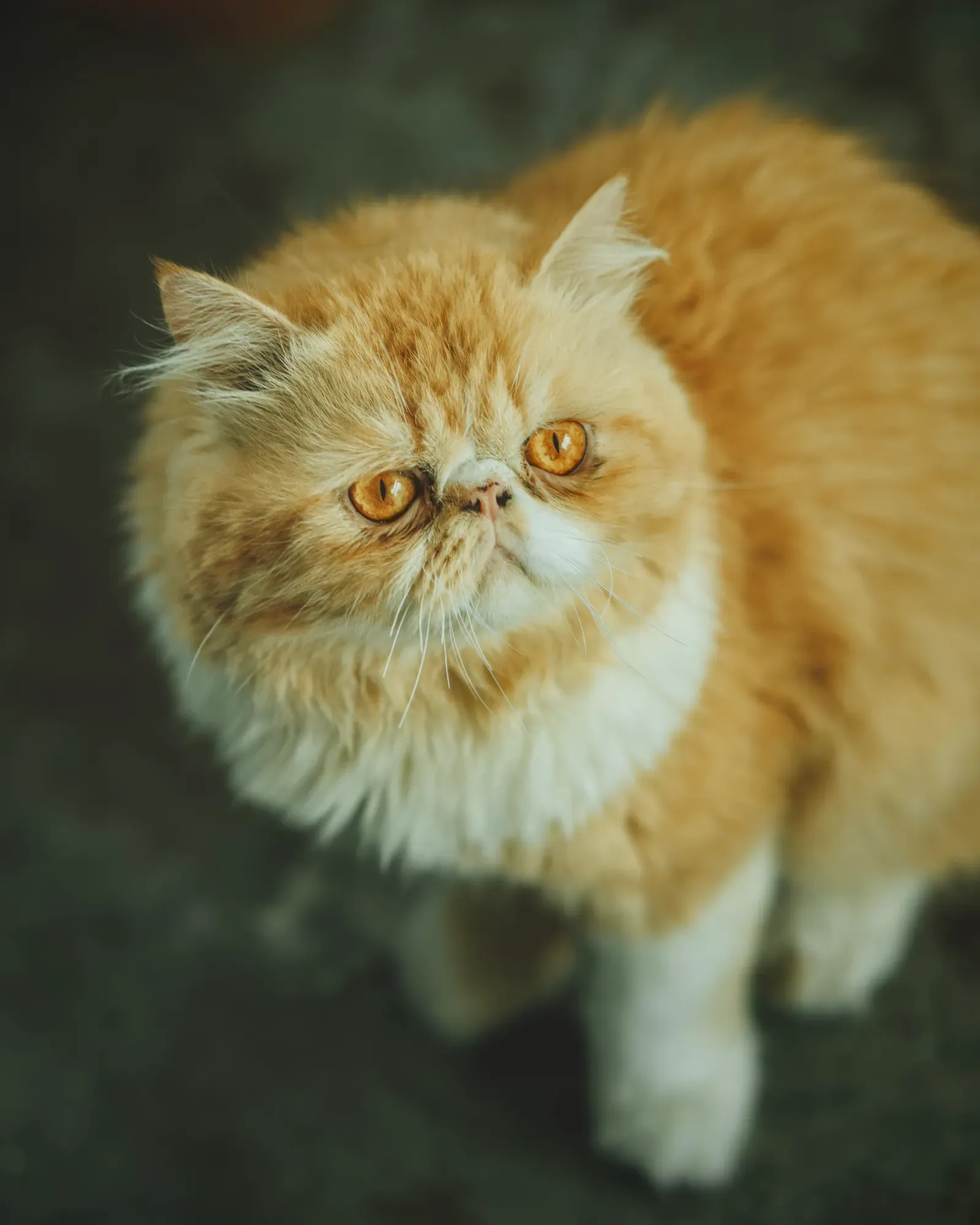 Cat Hairball Remedies: 7 Fixes That Work 14 Long-haired Persian cat prone to hairballs — cat hairball remedies help