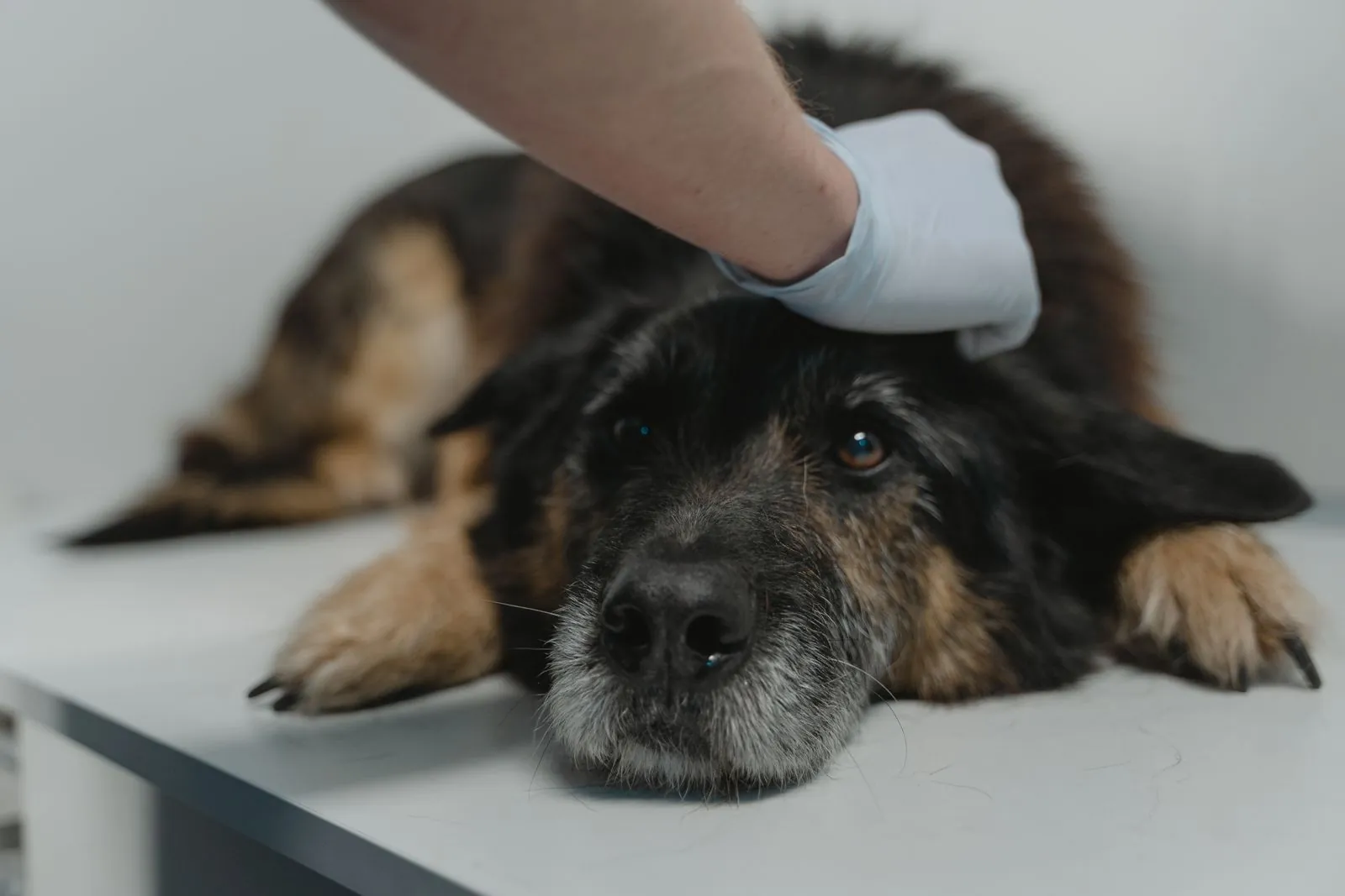 Pet Insurance Annual Limits Explained (2026) 14 Senior dog resting — why higher annual limits matter for older pets