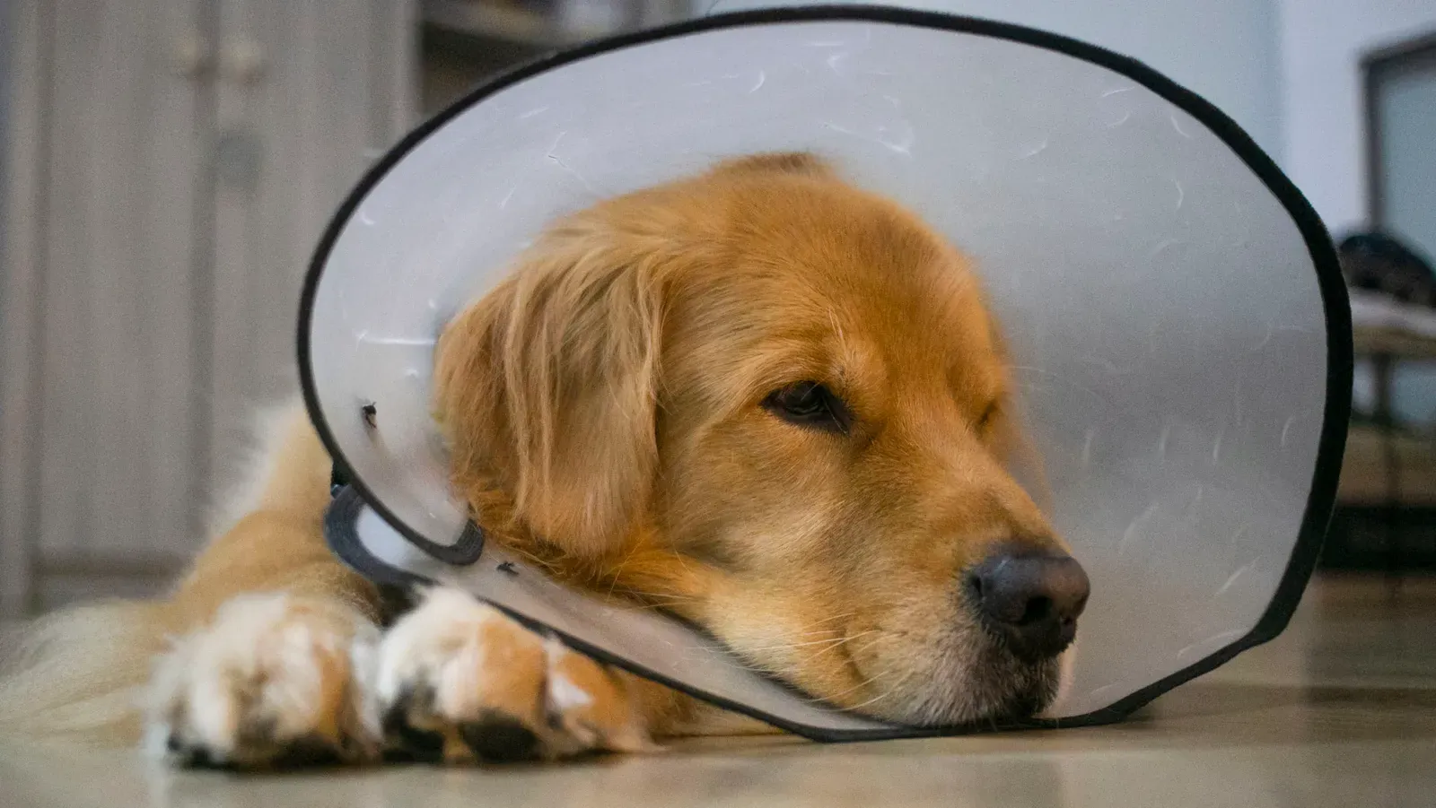 Pet Insurance Annual Limits Explained (2026) 12 Vet surgery costs compared against pet insurance annual limit tiers