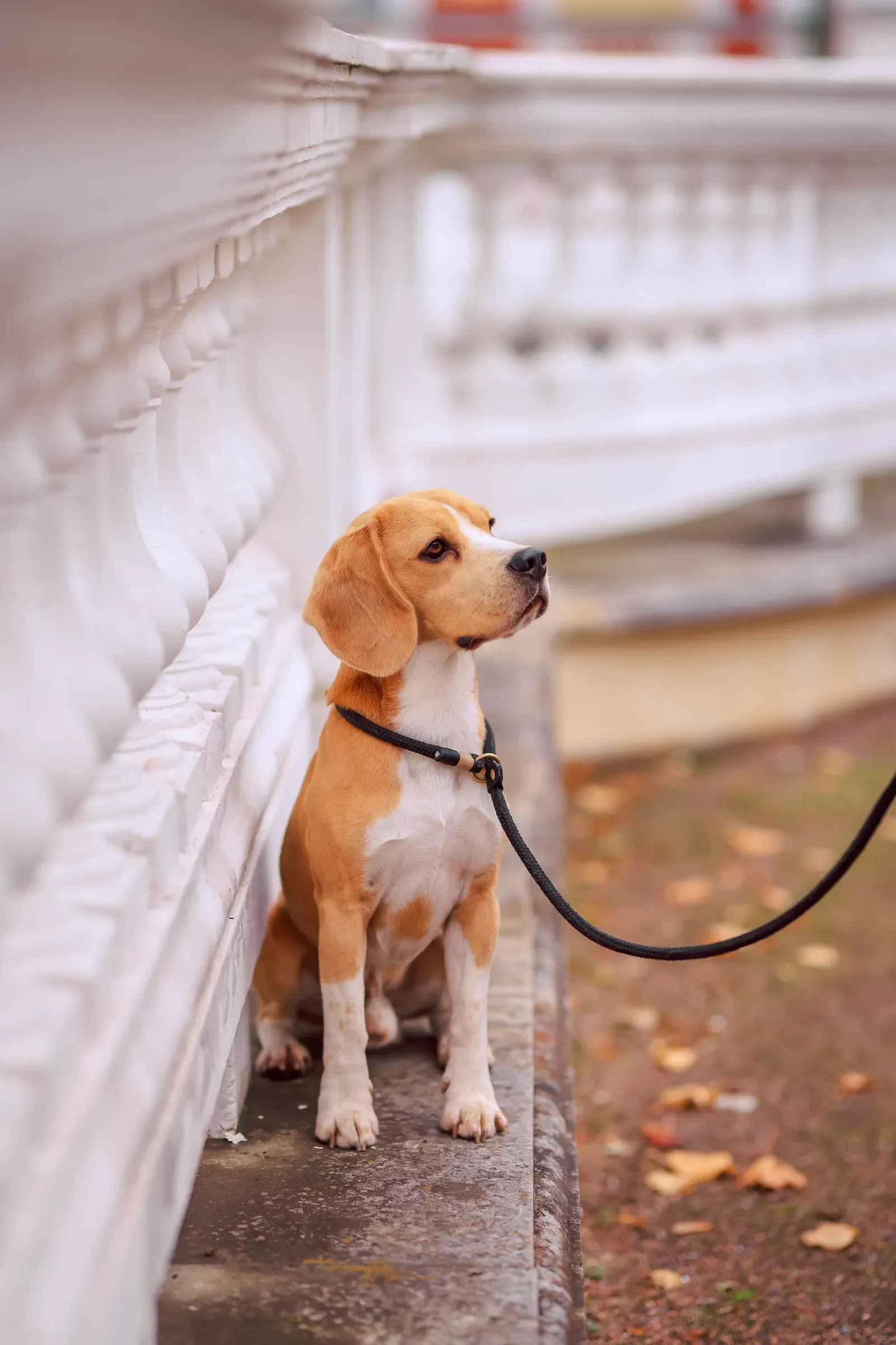 Submitting a pet insurance claim through a phone app