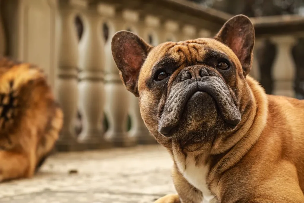 French Bulldog, the most expensive dog breed to insure in 2026