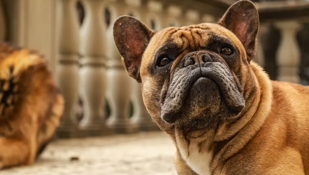 French Bulldog, the most expensive dog breed to insure in 2026