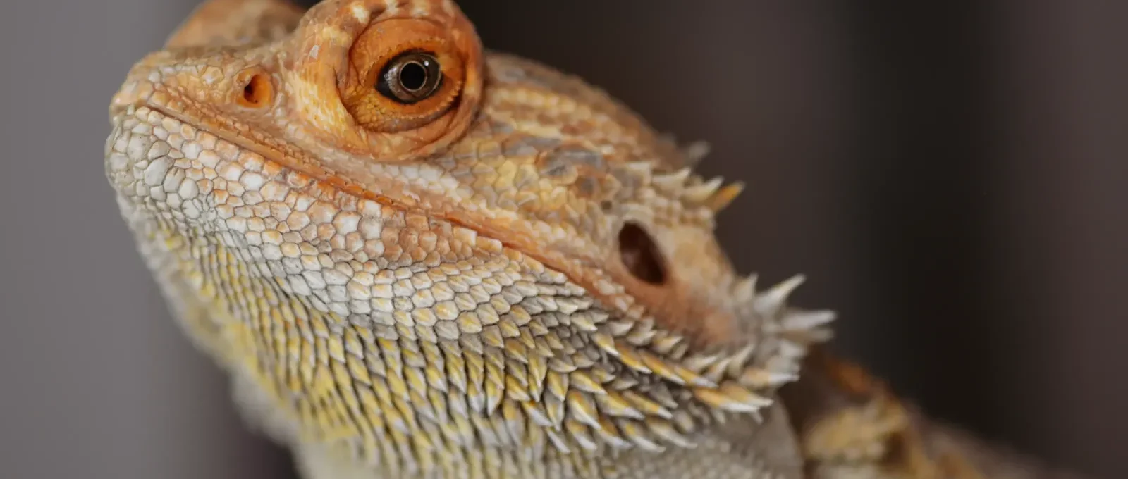 Pet bearded dragon, a popular beginner reptile