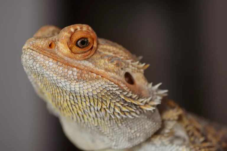 Pet bearded dragon, a popular beginner reptile