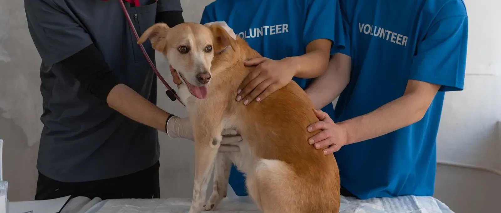 Dog at a vet checkup — pet symptoms guide