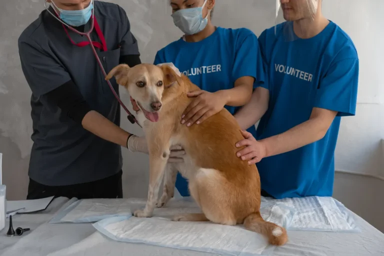 Dog at a vet checkup — pet symptoms guide