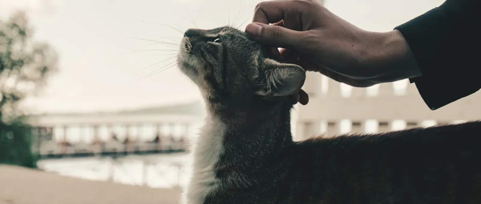 Person gently petting a cat — 5 ways to show cats love they understand