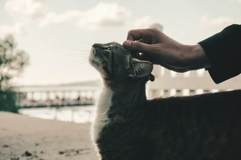 Person gently petting a cat — 5 ways to show cats love they understand