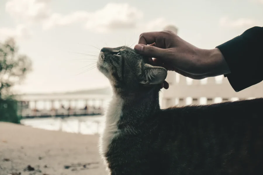 5 Methods to Show Your Cats Love That They Can Comprehend 20 Person gently petting a cat — 5 ways to show cats love they understand