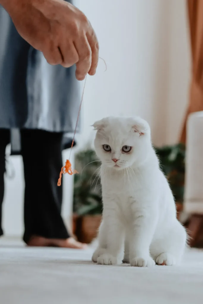 Playing with a cat using a wand toy — burn off bite energy