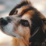 Senior dog with grey muzzle — older pets almost always have pre-existing conditions