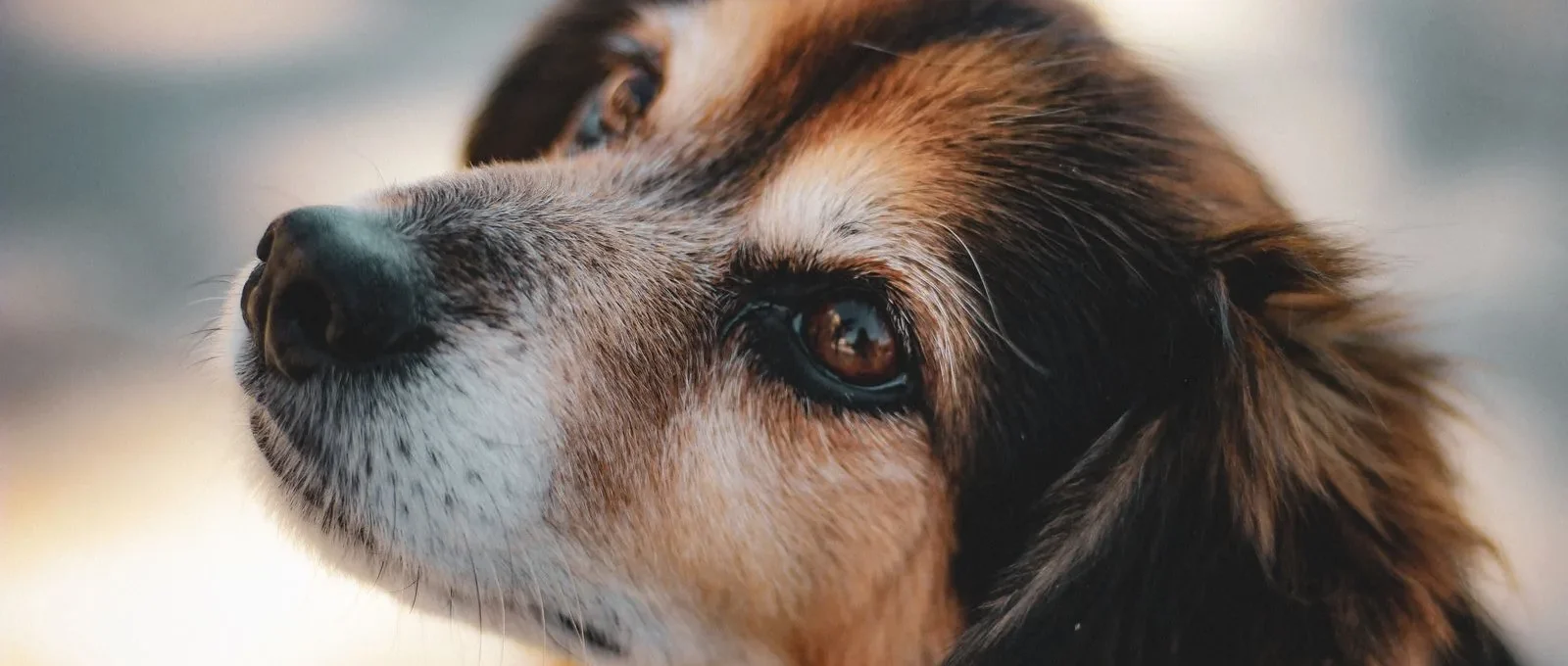 Senior dog with grey muzzle — older pets almost always have pre-existing conditions