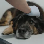 Senior dog with arthritis — a classic pre-existing condition