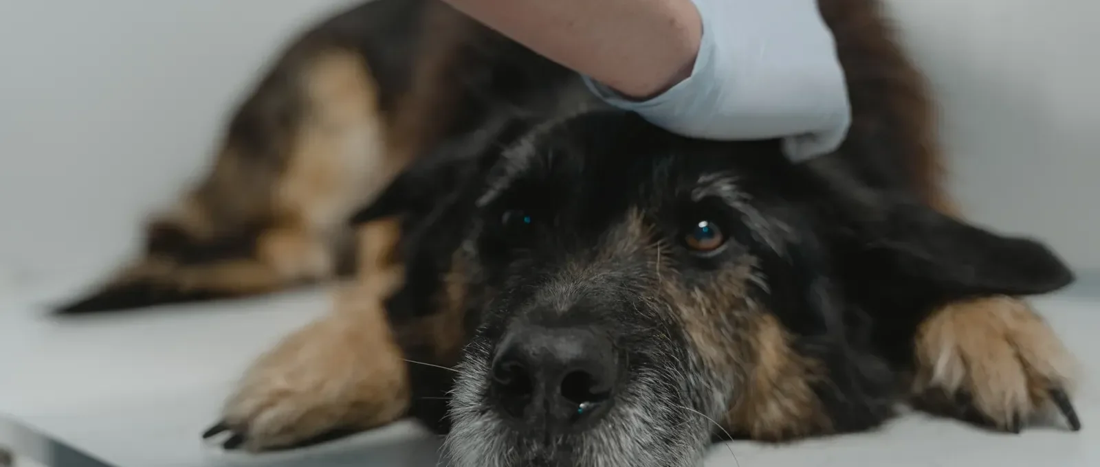 Senior dog with arthritis — a classic pre-existing condition