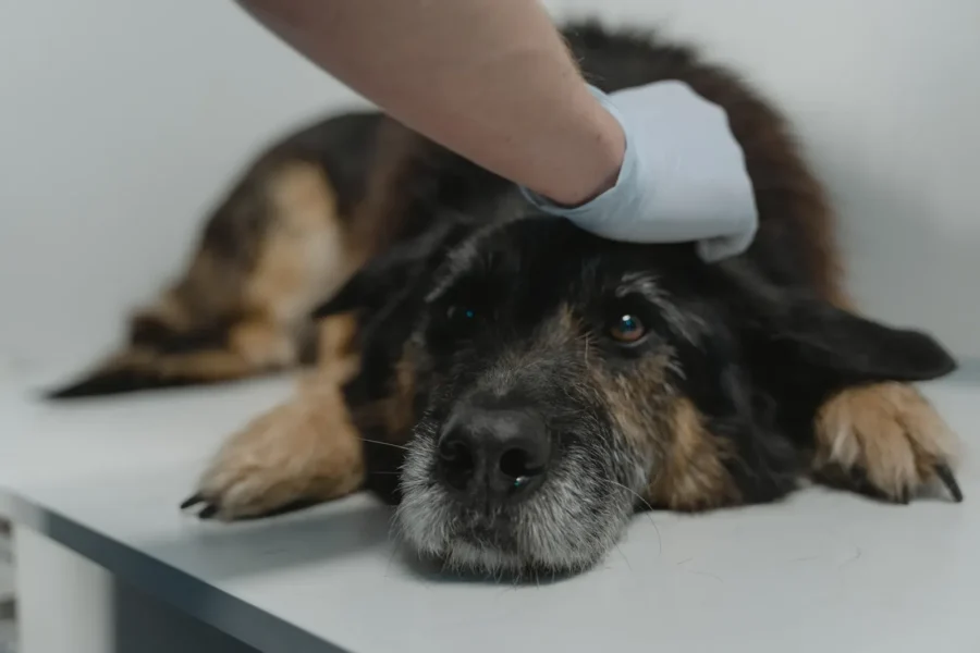 Senior dog with arthritis — a classic pre-existing condition