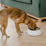 Dog eating prescription diet food from a bowl
