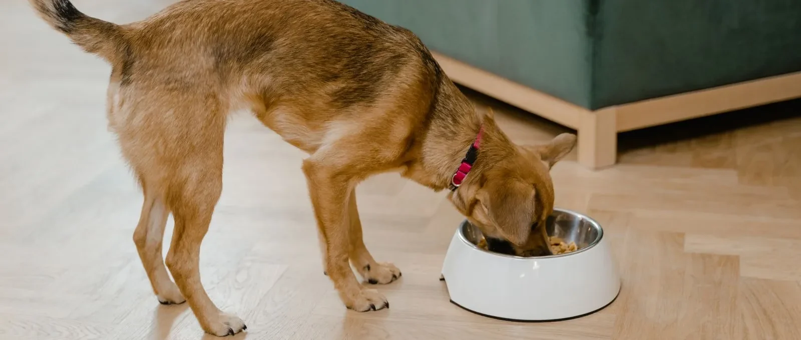 Dog eating prescription diet food from a bowl