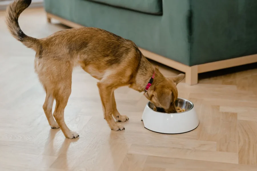 Dog eating prescription diet food from a bowl