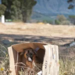 Dog sitting in a cardboard delivery box — Prime Big Deal Days 2026 pet deals watchlist