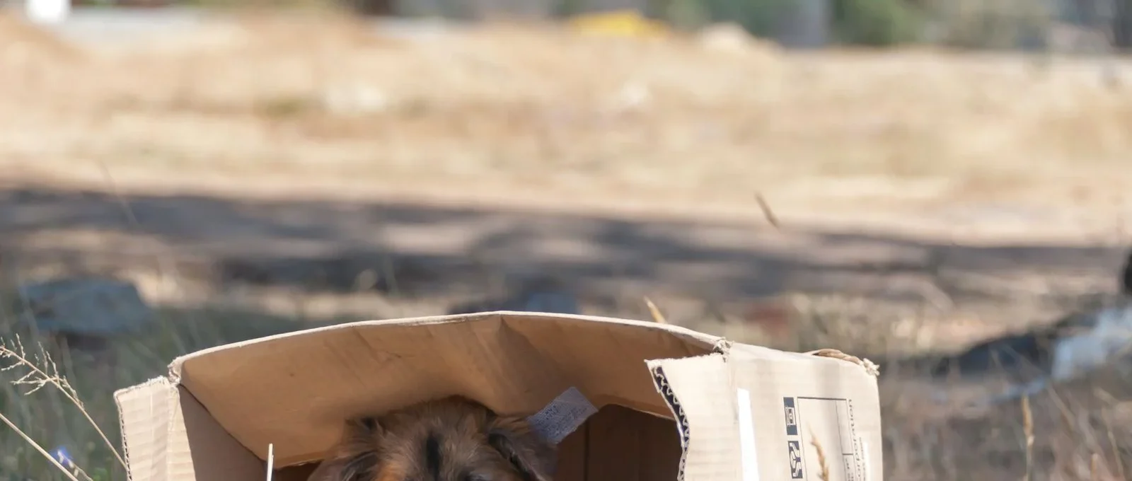 Dog sitting in a cardboard delivery box — Prime Big Deal Days 2026 pet deals watchlist