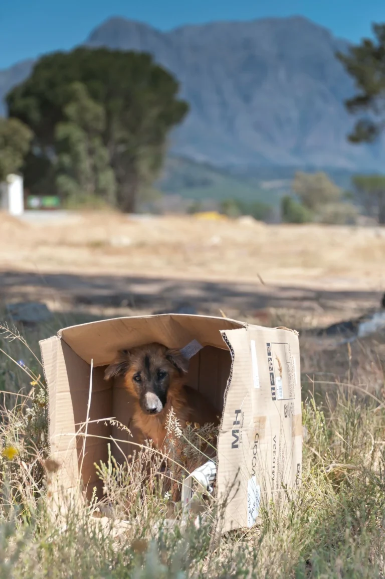 Dog sitting in a cardboard delivery box — Prime Big Deal Days 2026 pet deals watchlist