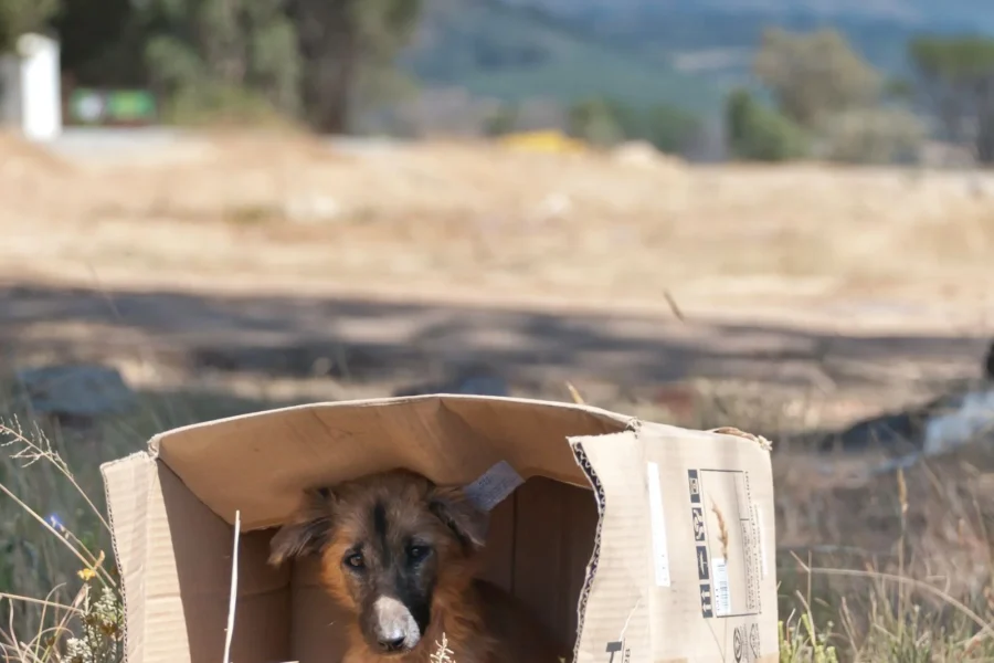 Dog sitting in a cardboard delivery box — Prime Big Deal Days 2026 pet deals watchlist