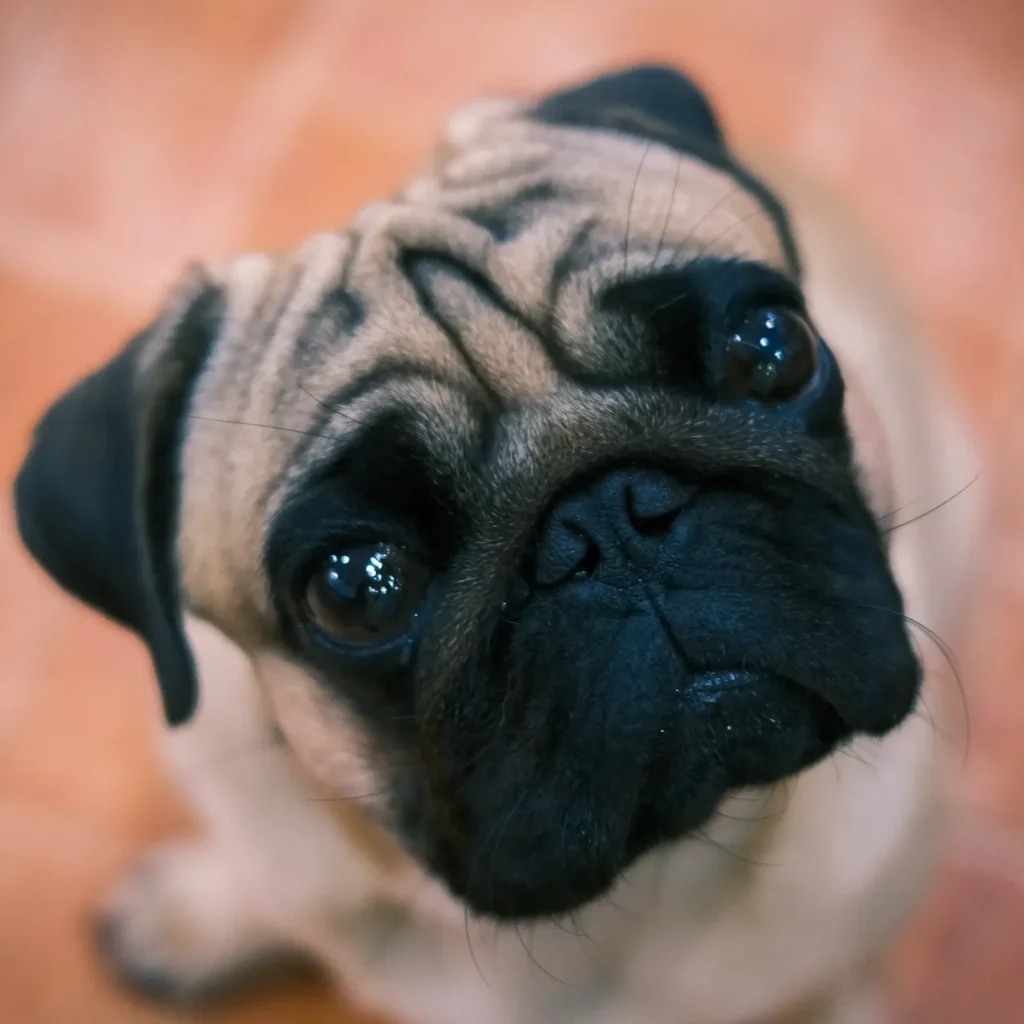 Pug — a low-exercise companion breed for seniors