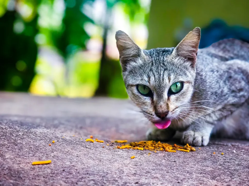 5 Top Foods You Didn't Know About And Great for Your Cat 14 Cat eating wet food — fiber-rich foods support feline digestion