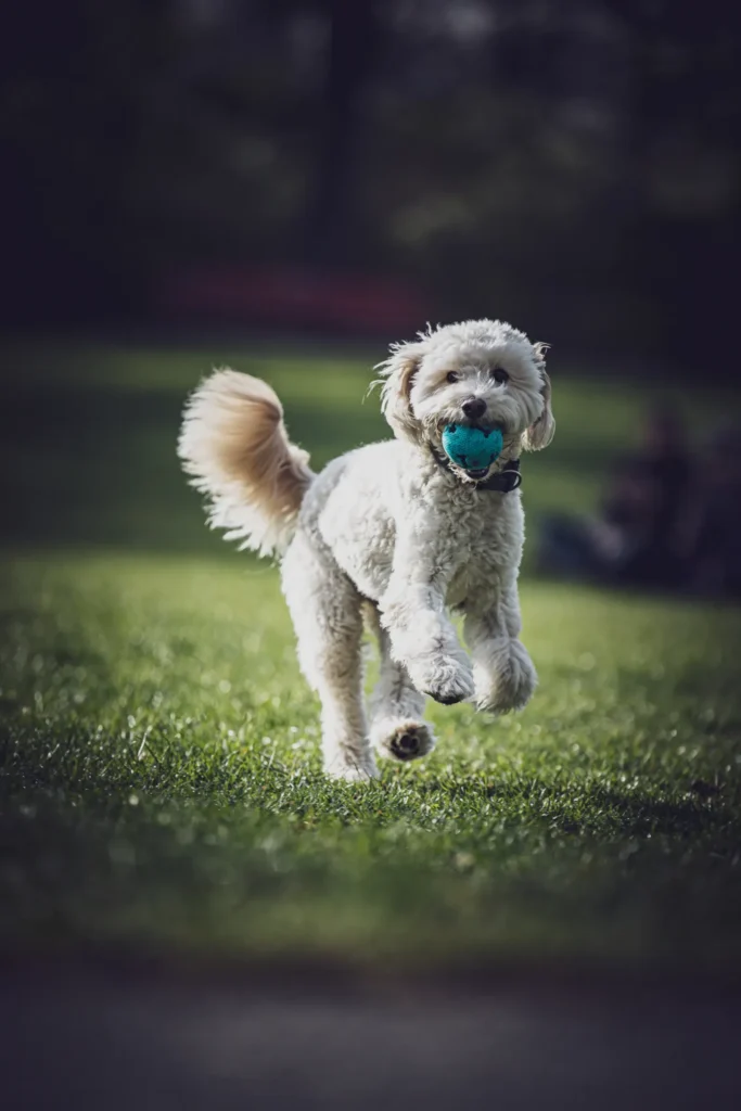 When to Get Pet Insurance: The Best Time to Enroll Your Pet 13 Puppy playing fetch in the park — accidents are the most common early pet insurance claims