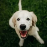 Young golden retriever puppy playing in grass — the best time to get pet insurance is early, before health issues appear