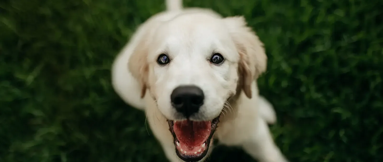 Young golden retriever puppy playing in grass — the best time to get pet insurance is early, before health issues appear