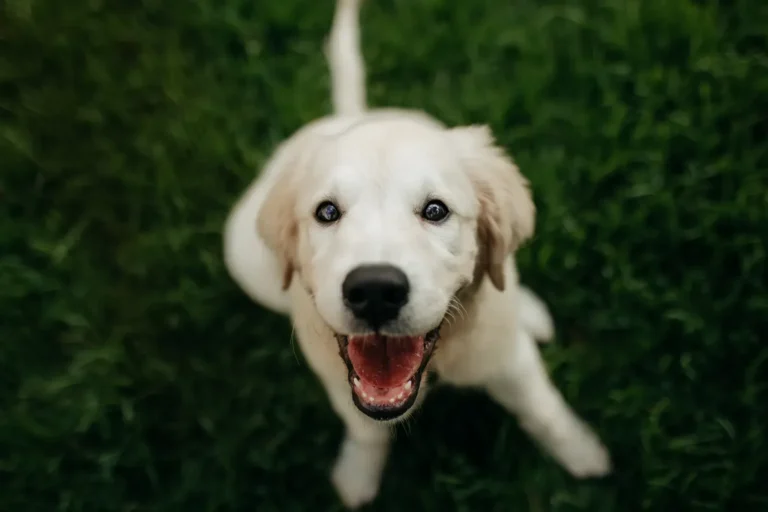 Young golden retriever puppy playing in grass — the best time to get pet insurance is early, before health issues appear