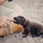 Puppy gently mouthing owner's hand during bite inhibition training — how to stop puppy biting