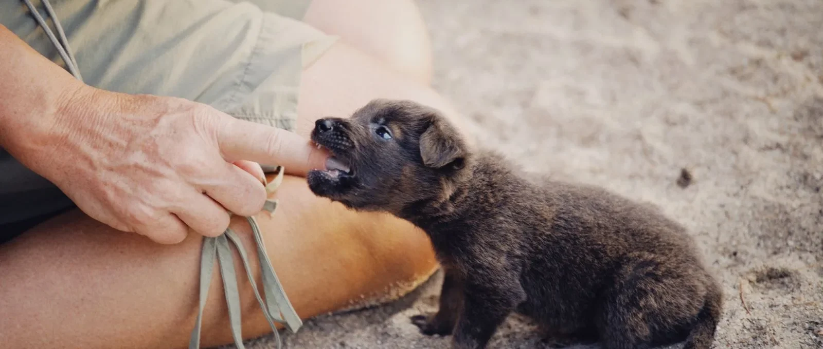Puppy gently mouthing owner's hand during bite inhibition training — how to stop puppy biting