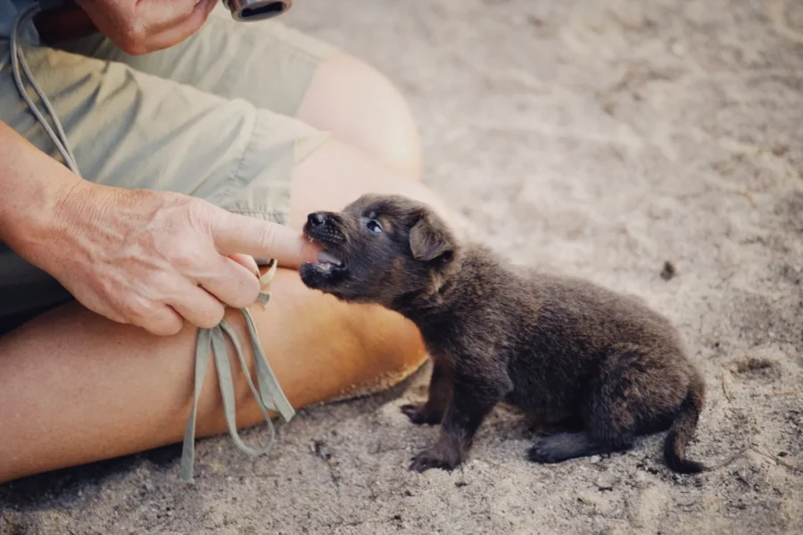 How to Stop Puppy Biting: 5 Steps That Actually Work 20 Puppy gently mouthing owner's hand during bite inhibition training — how to stop puppy biting