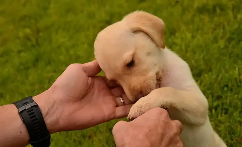 Why Does My Dog Follow Me Everywhere? 6 Reasons 12 Puppy staying close to its owner — shadowing is strongest while the bond forms