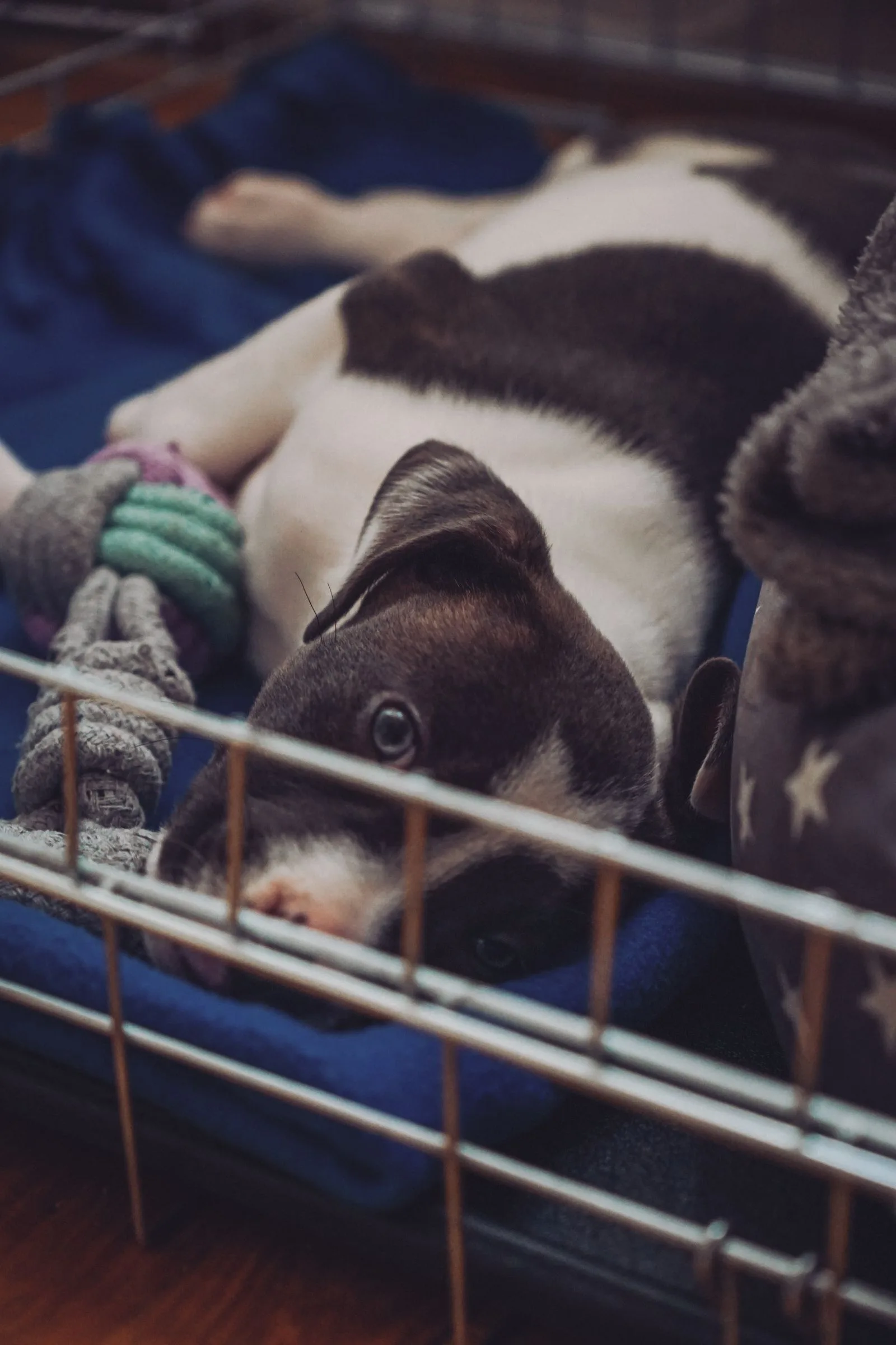 How to Stop Puppy Biting: 5 Steps That Actually Work 13 Puppy settling calmly after a brief timeout for hard biting