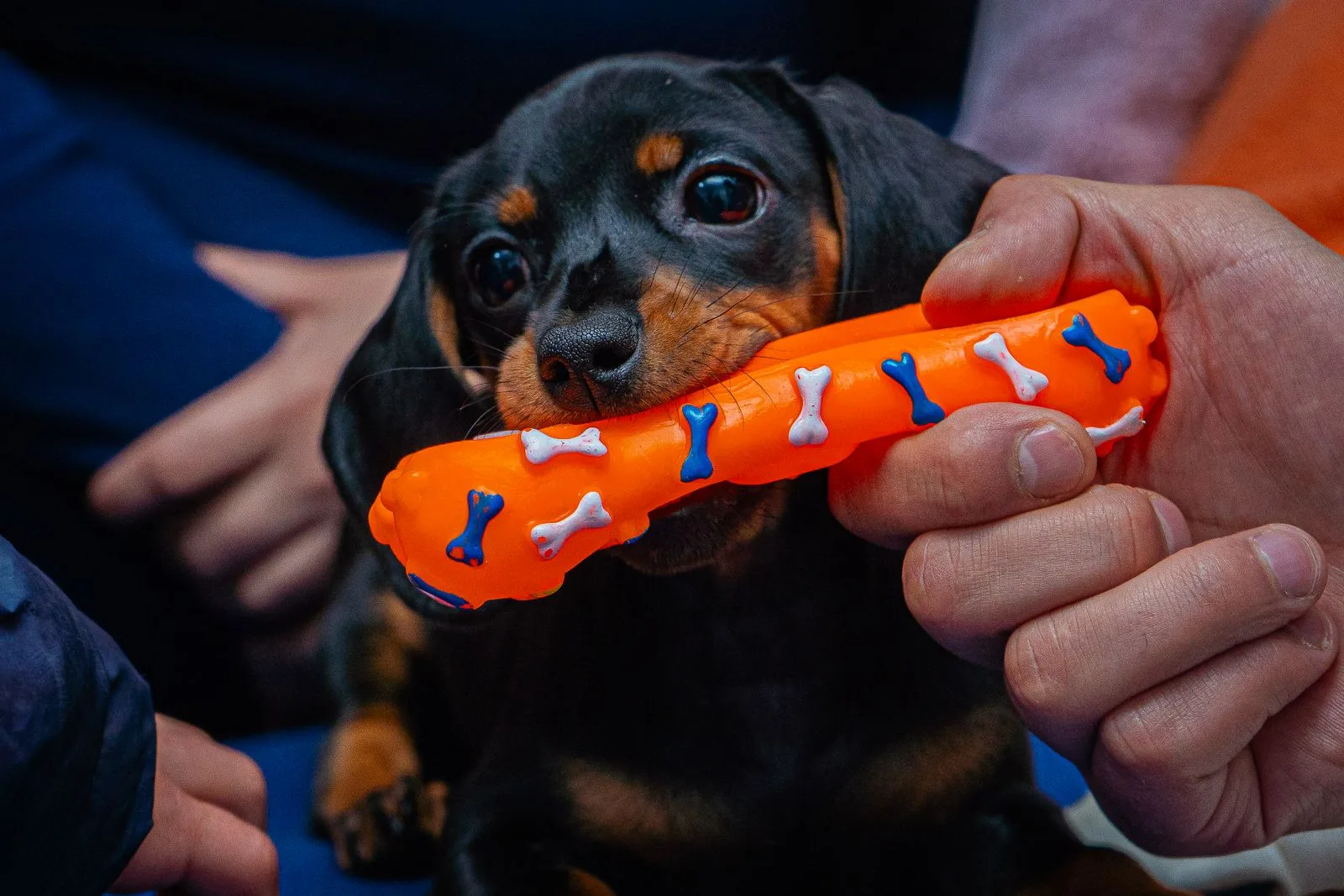 How to Stop Puppy Biting: 5 Steps That Actually Work 12 Puppy chewing a toy instead of hands — redirect biting to appropriate chews