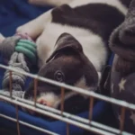 Happy puppy inside an open crate during crate training — how to crate train a puppy