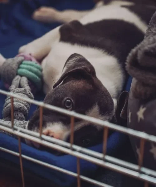Happy puppy inside an open crate during crate training — how to crate train a puppy