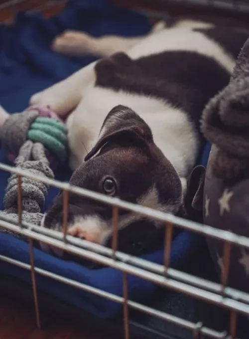Happy puppy inside an open crate during crate training — how to crate train a puppy