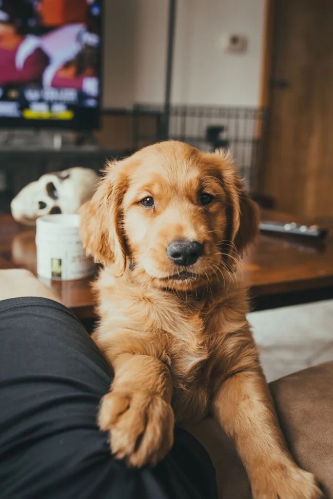Puppy in a crate — crate training done right